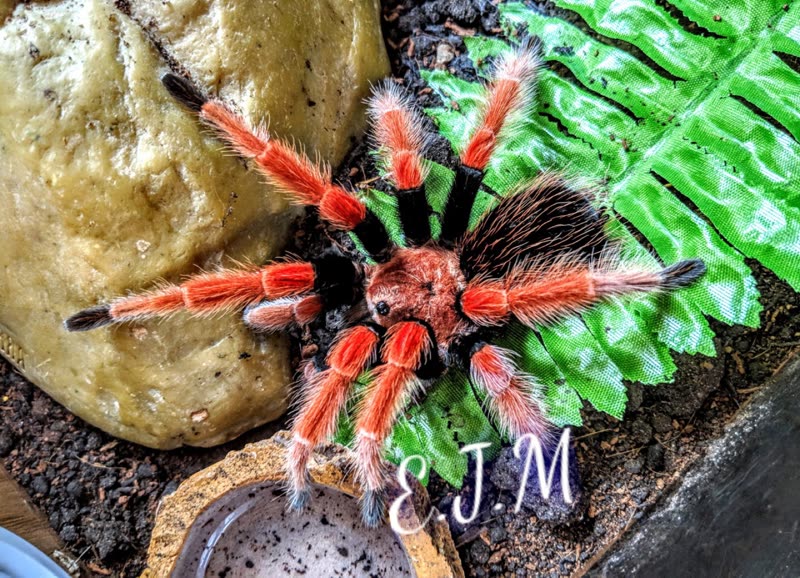 A Mexican red-knee tarantula with bright orange-red leg banding on a green leaf