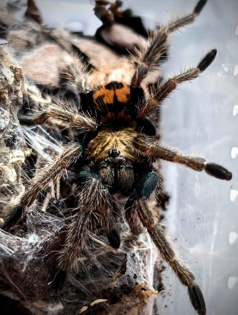 A large dark hairy tarantula on its webbing inside an enclosure