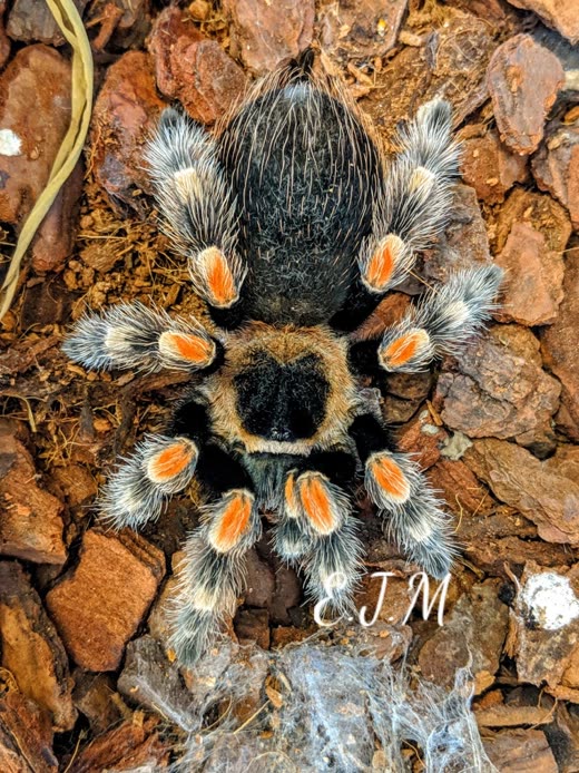 Overhead view of a Mexican red-knee tarantula with orange knee patches on bark chips
