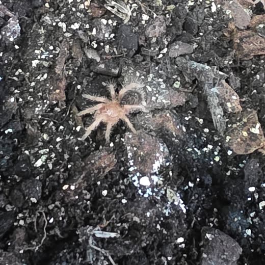 A small pale tarantula resting on bark and rock substrate