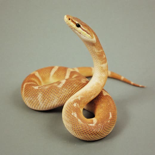 A corn snake coiled with its head raised